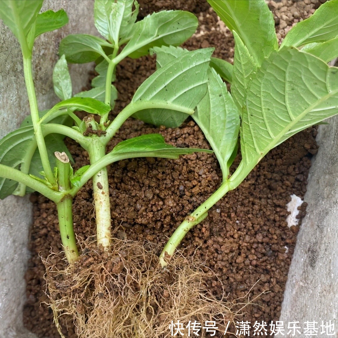 8种“漂亮花”,都可以扦插,剪个枝条就成活,省下很多钱