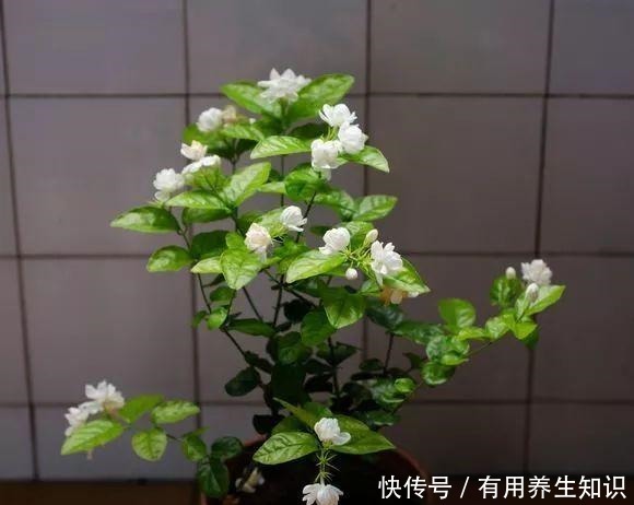 这6种花 再穷也要养 气味芬芳,杀菌抑菌!