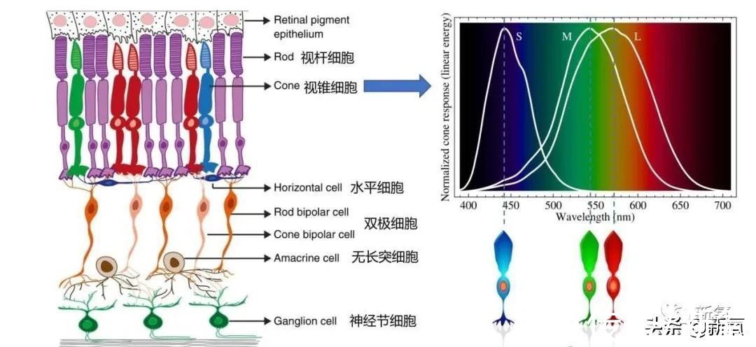 缺陷|别再说直男分不清口红颜色了，他们是真的基因有缺陷...