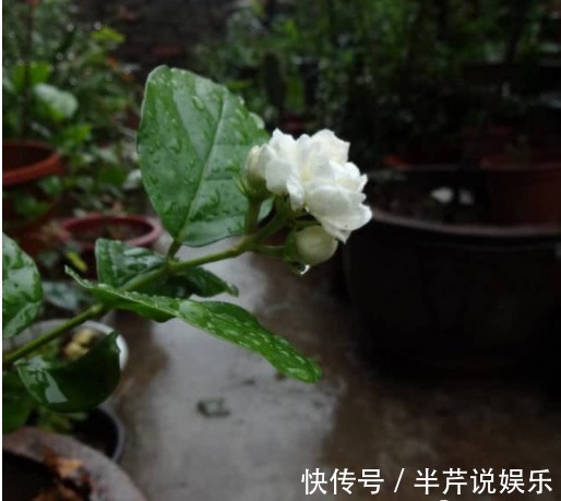 茉莉|邻居养了一株笔尖茉莉,香味蹿进了左邻右舍,太好闻了!