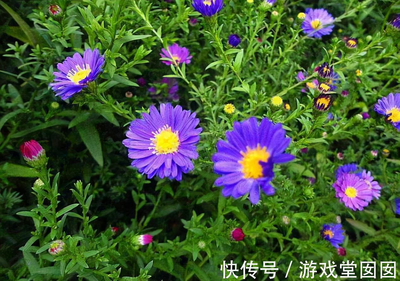 3种紫花好养又美丽,阳台摆几盆,花朵砰砰开成球,惊艳极了