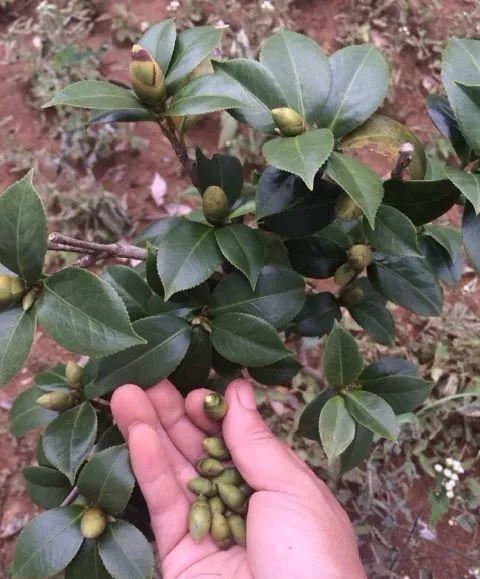 叶子|20种花，天凉了赶紧剪，来年开花有多又艳！