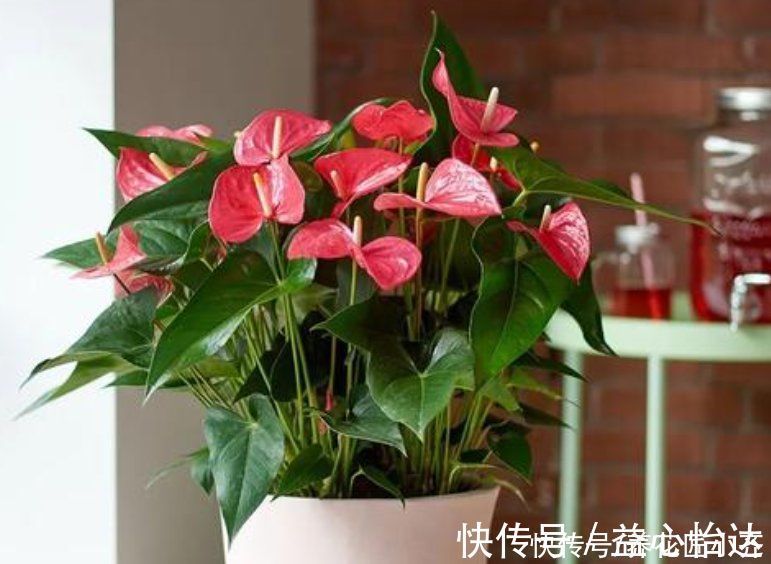 净化|家里要养这5种绿植,能净化空气寓意好,新手也能养,观赏价值高
