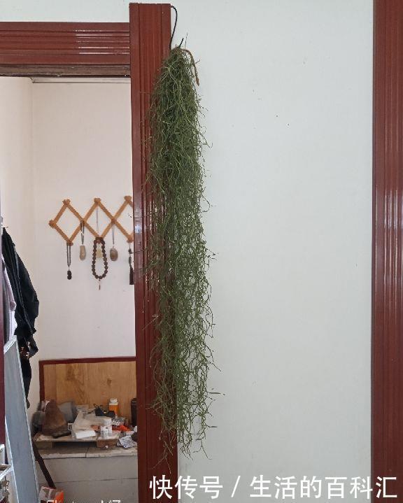 家里养盆老人须,不用土不用盆,挂起来就能养