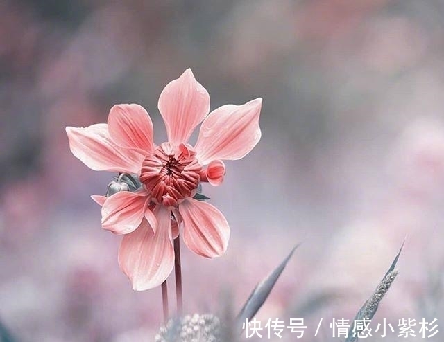 好的孤独!看到内心都发颤的话,句句精品,道尽人生百态!