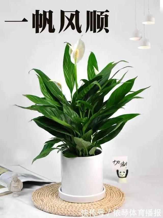 办公室|五种小盆栽,耐阴又好养,办公室养几盆,增财运、旺事业