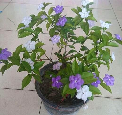  茉莉花|养双色茉莉，做好“3件小事”，一棵开100朵，连续开花，又香又美