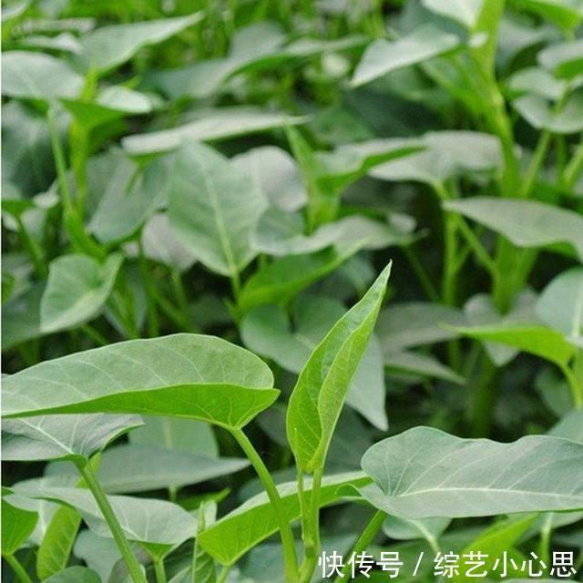 10种“阳台菜”，不分季节有空就能种，周期短长得快，家人都能吃