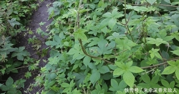 农村一种野草俗称“拉拉秧”，人见人烦，殊不知它的药用价值很高