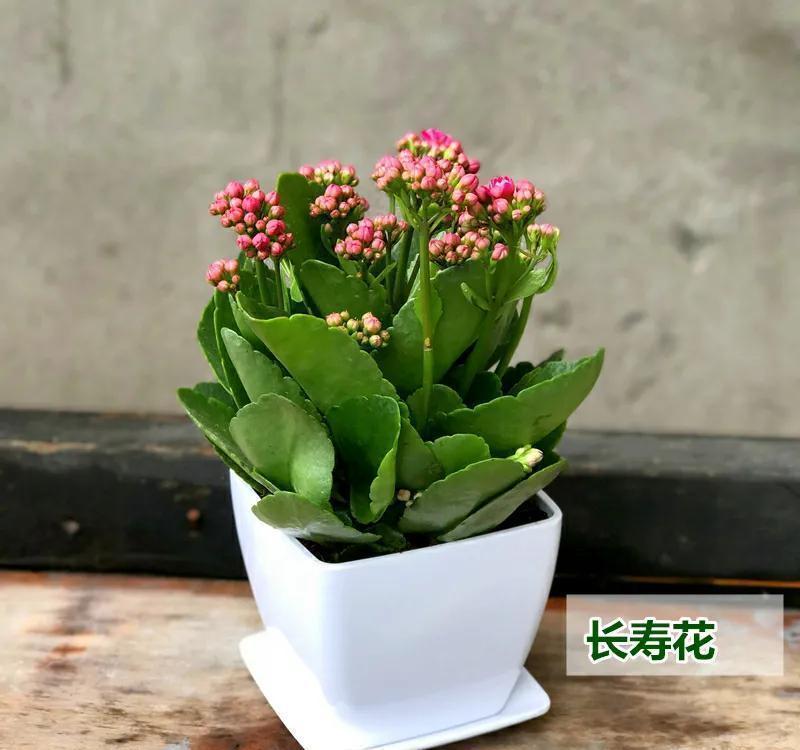 盆栽|养长寿花要心狠,关进小黑屋,花苞满枝头,让它不开花都难