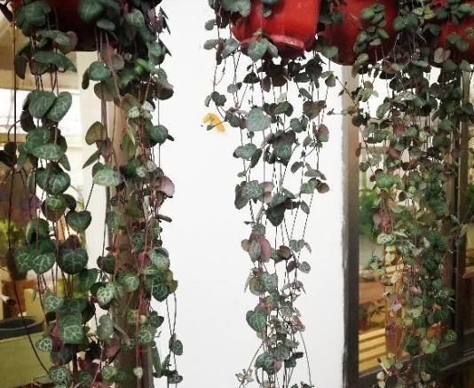 6种花适合吊起来养,挂在窗前,比窗帘还好看