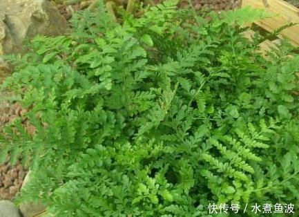 种花|室内“3种花”一见光就烂根,只要摆角落,一年四季“翠亮如春”