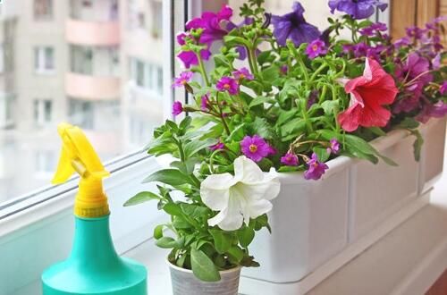 几款植物好养花量大，花开满屋子飘香，生机满满，花色美轮美奂