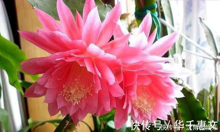 漂亮|漂亮又好养的4种花,越养越旺,随便养都开花不断,开花一簇簇!