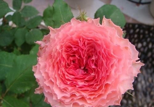 推荐6款波浪边月季,又香又勤花,新手也会养,值得拥有