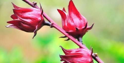 女性想显年轻,推荐几种食物,延缓衰老,美容养颜,早吃早好