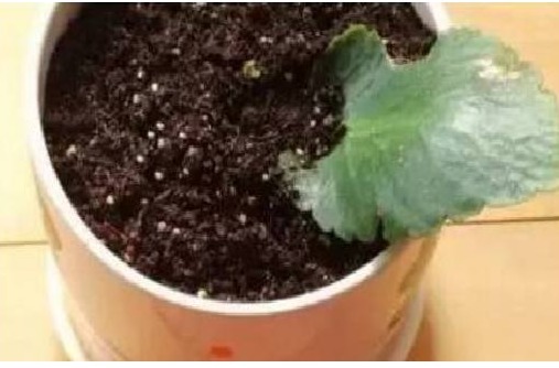花店老板不会告诉你以下几种花叶子沾土就生根，养1盆可变多盆