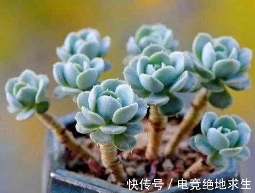 6种多肉，傻子都能养爆盆，不浇水都能活