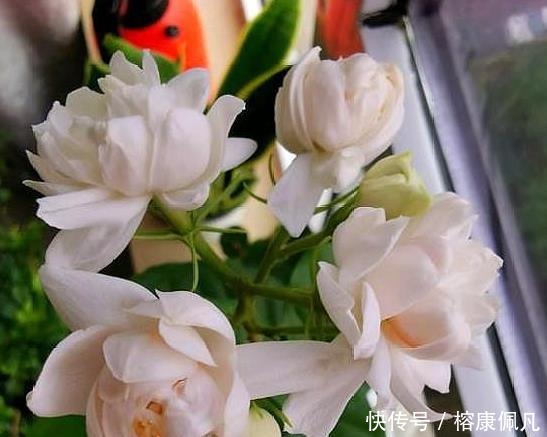 矮壮|养茉莉花,2个“时机”强修剪,植株矮壮,花量“暴增”