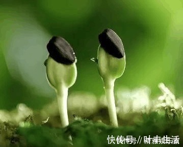 转世|四大时辰出生, 福星转世。命里有金，一生携福带运富贵逼人