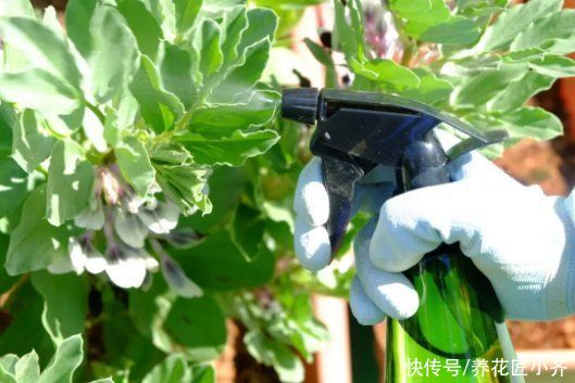 养花的4种虫害，打药都很难清除，如果遇到，用这些方法试试