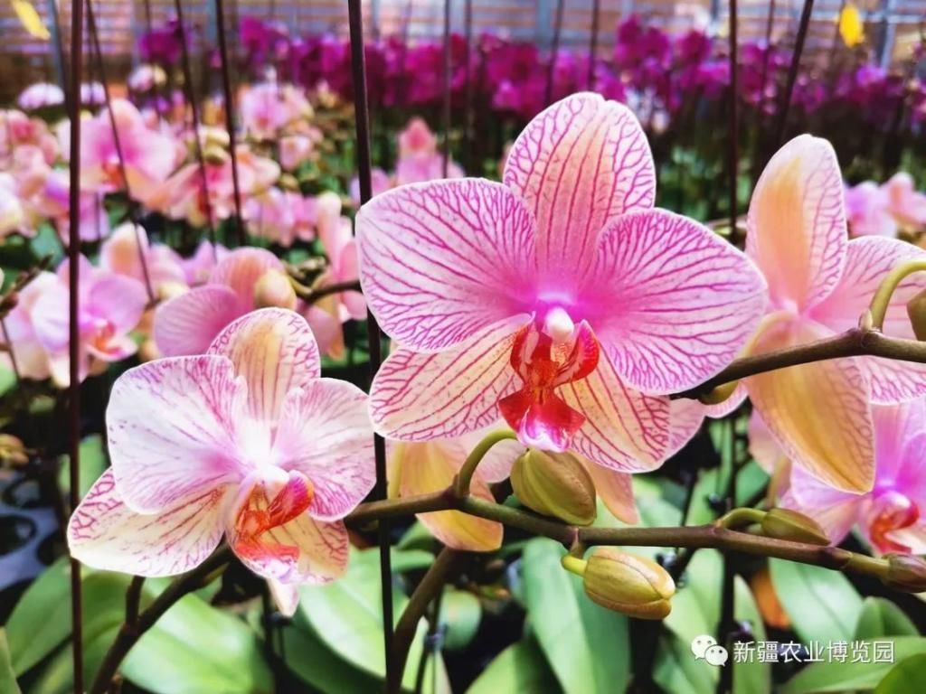 云赏花丨蝴蝶兰绚丽绽放,惊艳了盛夏时光