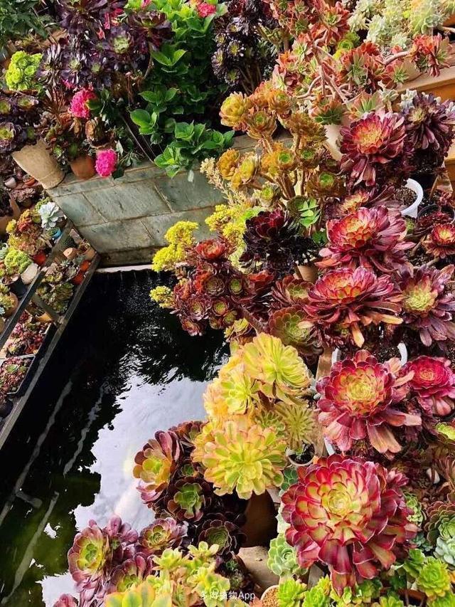 5种花卉,叶子臭味大,开花美醉了,炒菜太好吃了