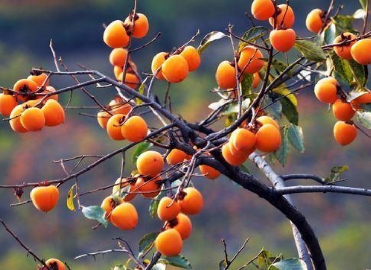 “门前有三树,家兴富三世”,指的是哪三种树老祖宗传下的讲究