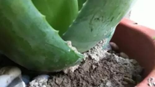 药片、黄豆养花全需下成本，不如用这2样灰，一分钱不花又实用