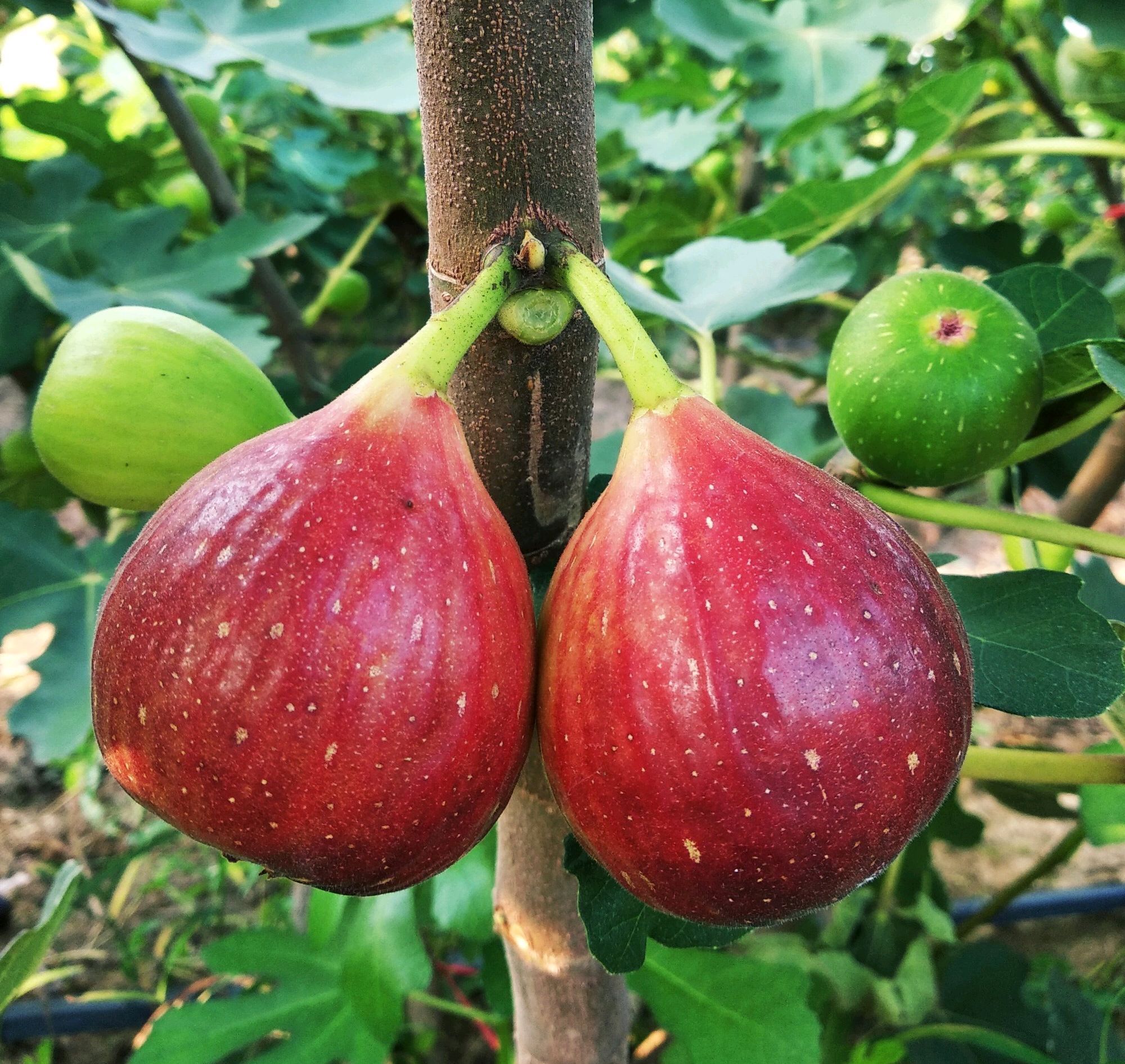 枝条|无花果水培繁殖难生根教你一招10天生根的方法,试过的都说好