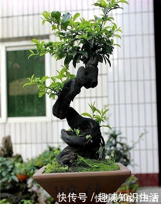 弹子|养这2种花，还能挣钱，放那不用管，养得好卖上万，挺划算！