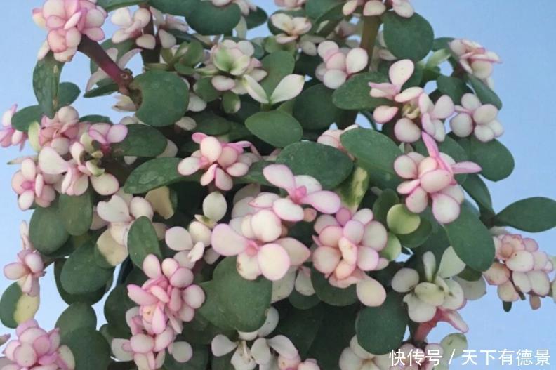 盆栽|养好金枝玉叶简单,注意3点,盆栽有状态、更漂亮,易成老桩