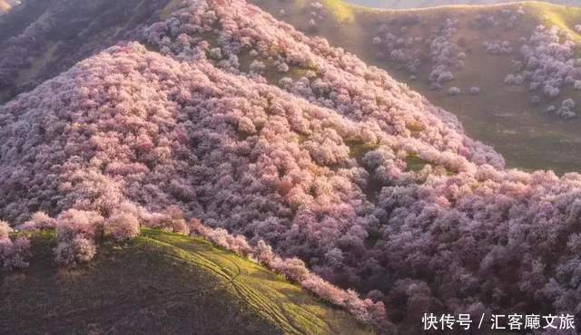 老年|在新疆伊犁杏花香雪里，等待杏花微雨中遇见你，从此一眼千年