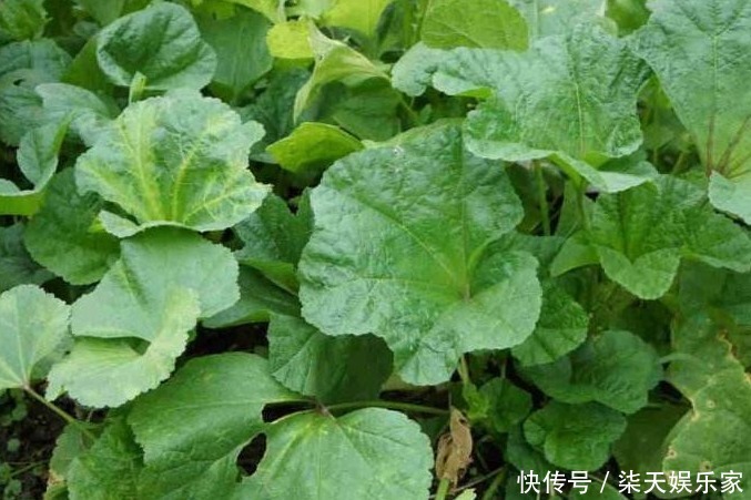 补脑|以下农村3种野菜，调胃健脾，抗疲劳，降压补脑，值得多吃