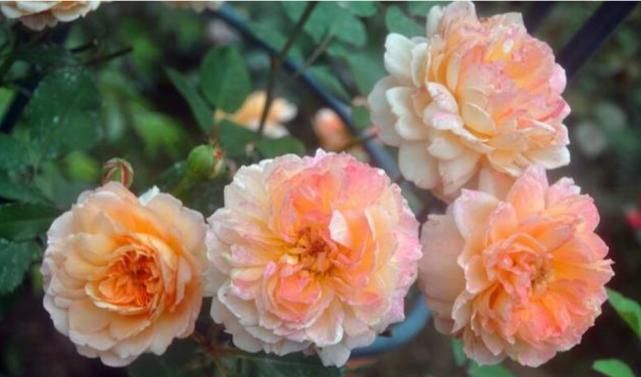 烟灰、花生壳别扔?防烂根、驱虫子,放盆里做花肥最棒了