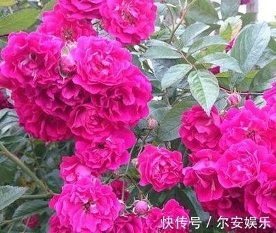 此花号称“天下第一香”,花开200天,飘香满楼,比茉莉好看多了