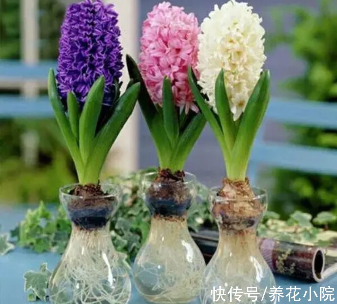 观赏价值|6种漂亮花卉,影响健康和睡眠,不适合养在卧室