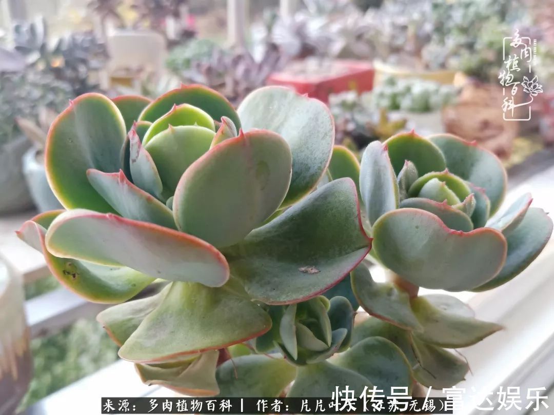 养肉路上,累并快乐着!时光不语,静待花开!