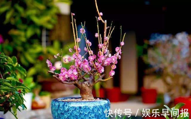 屋子里养花，要有9个讲究，这些是老一辈的经验，做错“难养活”