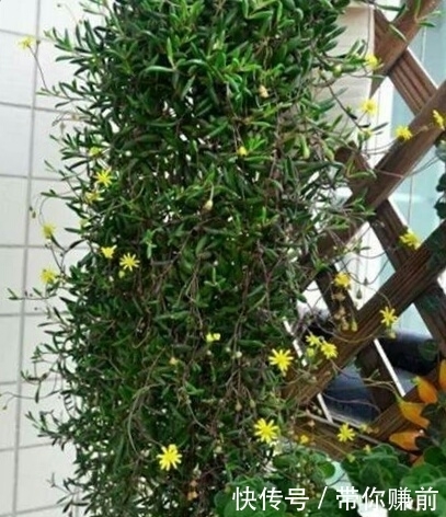 冬天|这3种花，好养又漂亮，现在种1盆，美了夏秋天，绿了冬天！