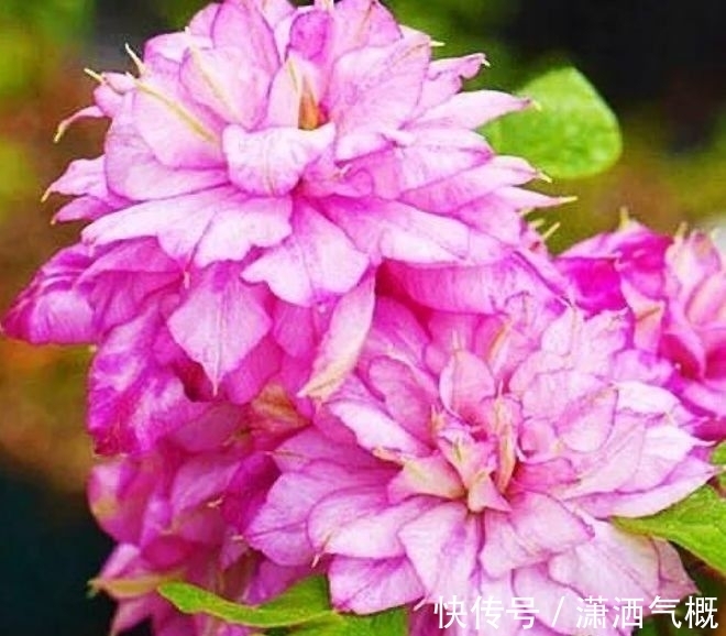 适合冬天养护的花卉,风吹开花旺,好养易活,开起花来拦不住