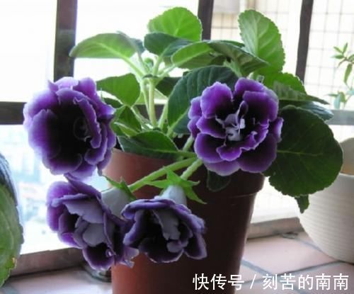 花卉|此花,特别喜阴,家里采光不好也能养,开花又大又鲜艳