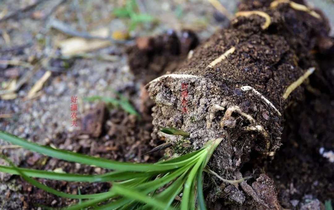 种植|用花生种植兰花？很多人第一步就错了，正确的技巧是这样的