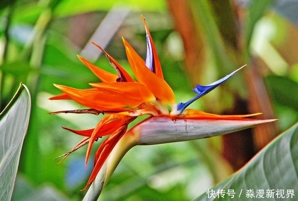 此花是世界名花,是自由和幸福的花,每颗植株都能开十几朵花