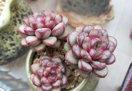 多肉上盆有技巧,教你一招,呼呼长新根,服盆更快!