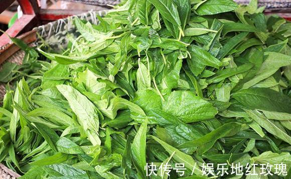 凉拌菜|种子经常吃,殊不知叶子珍贵,煮面条是一绝,7月正值采摘季