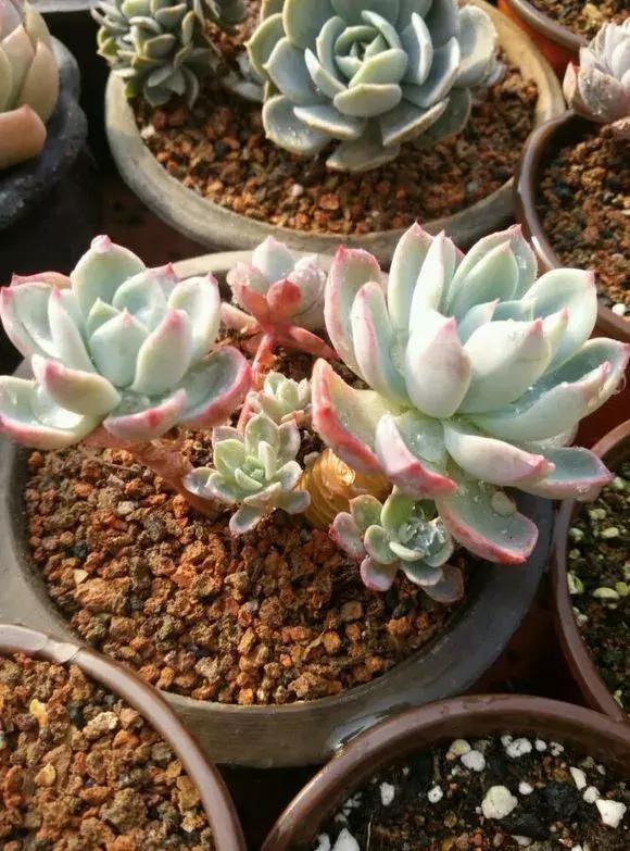 什么腐叶土、营养土,比不上“一窝煤”,养花不烂根,易爆盆!