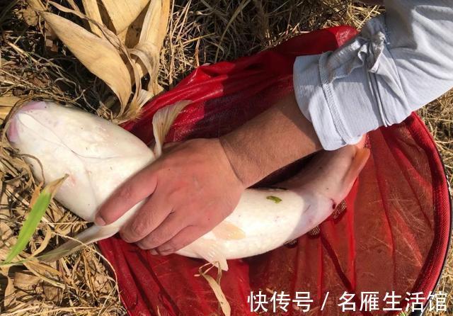 野钓|立秋过后如何钓大鱼？打重窝前要三思，否则窝料全喂了鱼