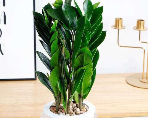 金钱树如何水培教你3个小步骤,水培后不仅易生根越长越旺盛