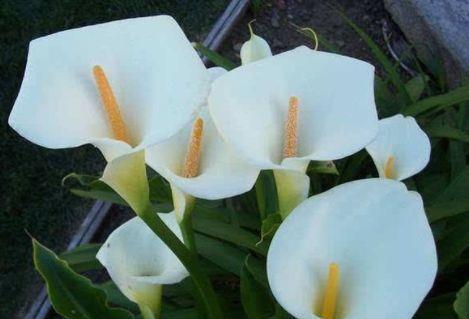 紫罗兰紫罗兰|从8月6日开始,家养此款花卉,北方也能养,花开一簇一簇